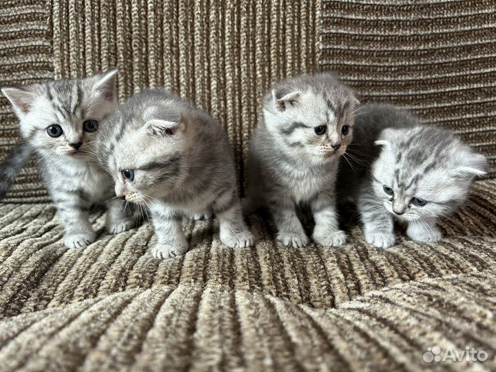 Шотландские котята 