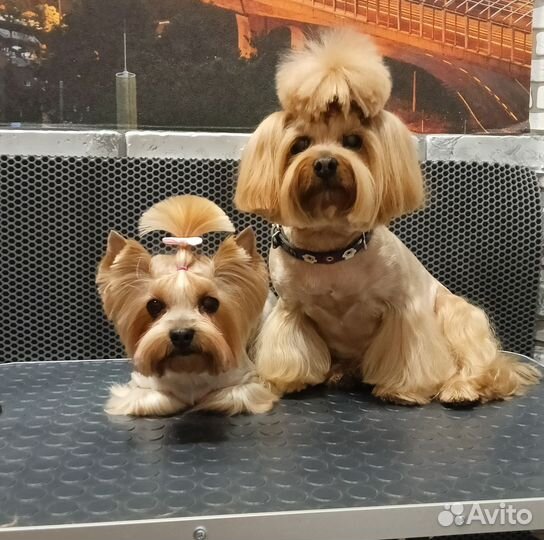 Грумер. Стрижка собак и кошек