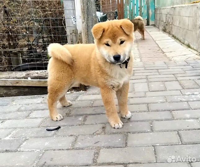 Сиба ину