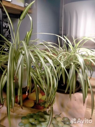 Хлорофитум