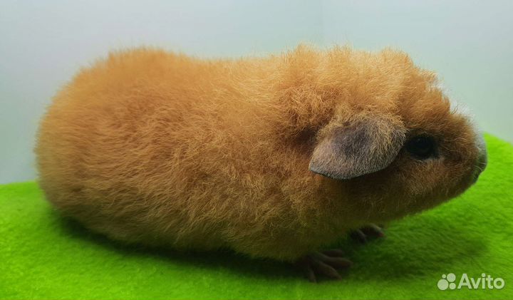 Морская свинка тедди