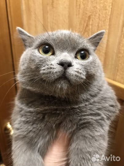 Экзотическая кошка