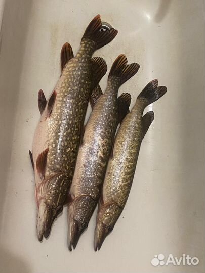 Рыба щука свежая прудовая