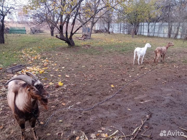 Козы Ламанча