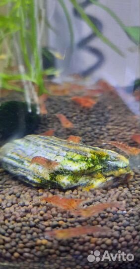 Вишни креветки, сомики, гуппи