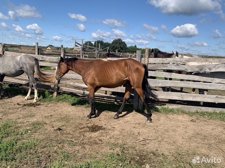 Лошади, молодые жеребчики