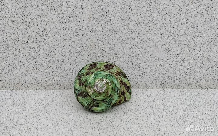 Турбо Красус 6 морская ракушка раковина