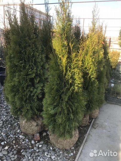 Хвойные растения Ель голубая Туя Смарагд и др