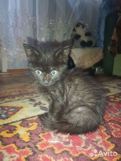 Котёнок