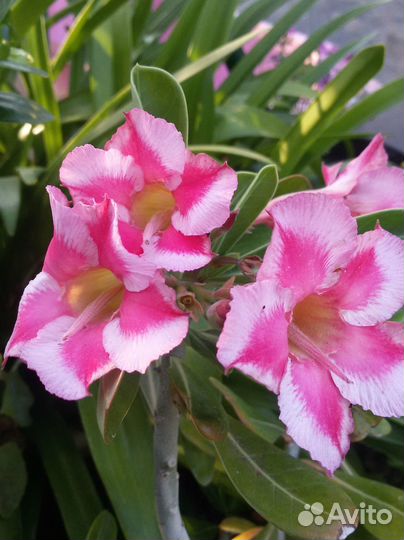 Продам цветы комнатные