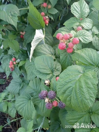 Малина черная