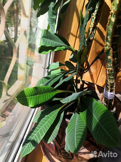 Молочай 2 шт