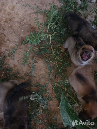 Собака в добрые руки отдам бесплатно