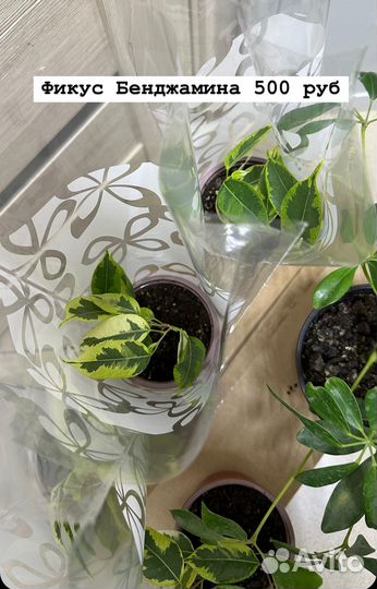 Комнатные домашние растения