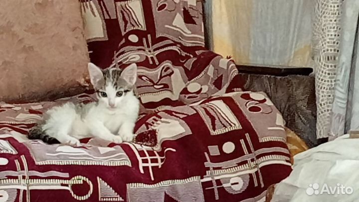 Кошки в добрые руки бесплатно