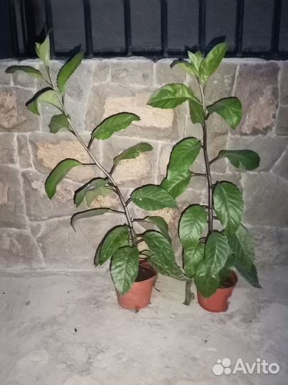 Джинура, листья бога