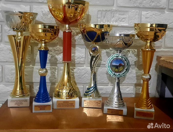 Щенки бретонского эпаньола