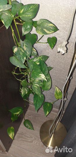 Комнатные растения цветы бесплатно