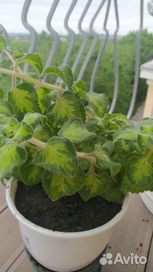 Цветок мята декоративная комнатный