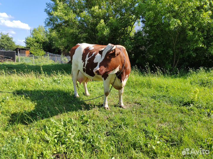 Корова дойная с теленком