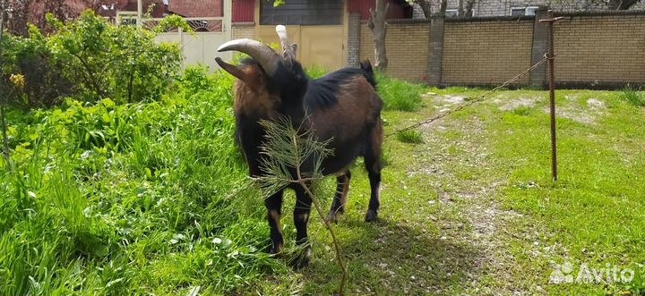 Камерунский козел