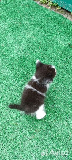 Кошка в дар