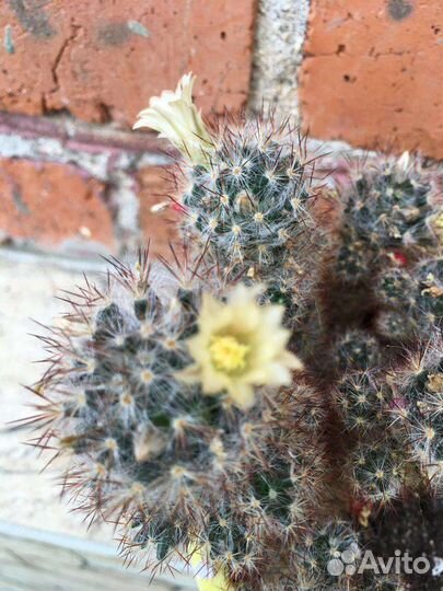 Цветы комнатные