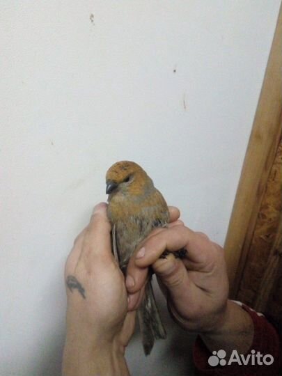 Певчие птицы(Омск)