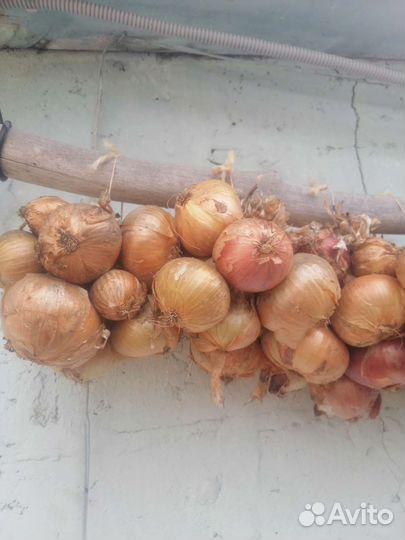 Картофель