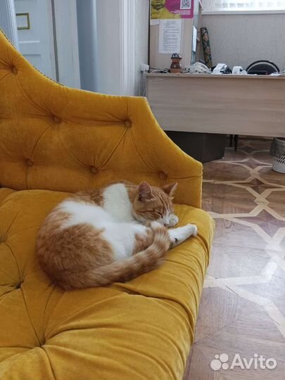 Котик винсент активно ищет дом