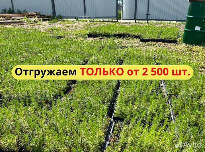 Сеянцы ели европейской зкс опт