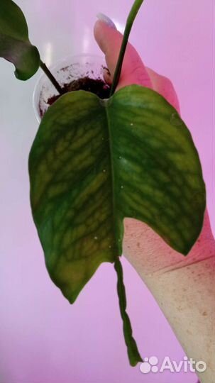 Филодендроны