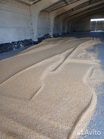 Кукуруза Самосушка