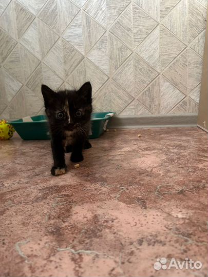 Котята