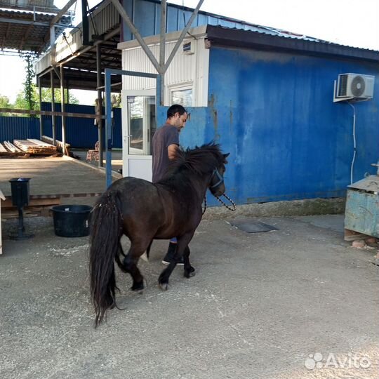 Мини-пони мальчик и девочка