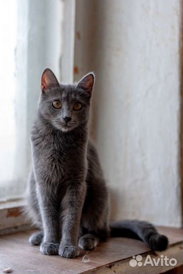 Русская голубая