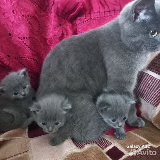 Британская