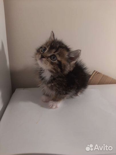 Маленькое чудо в дар