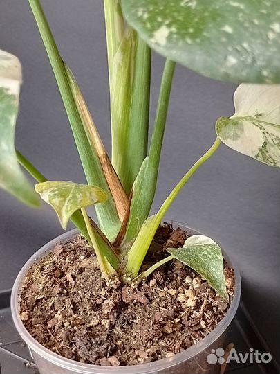 Монстера крем брюле