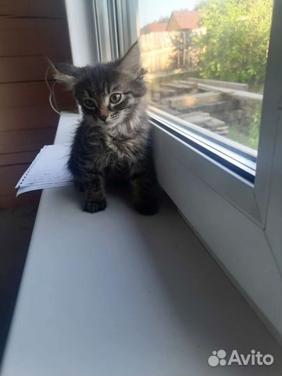 Котята в добрые руки бесплатно