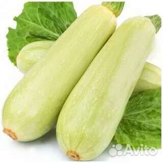 Кабачки деревенские. Без доставки