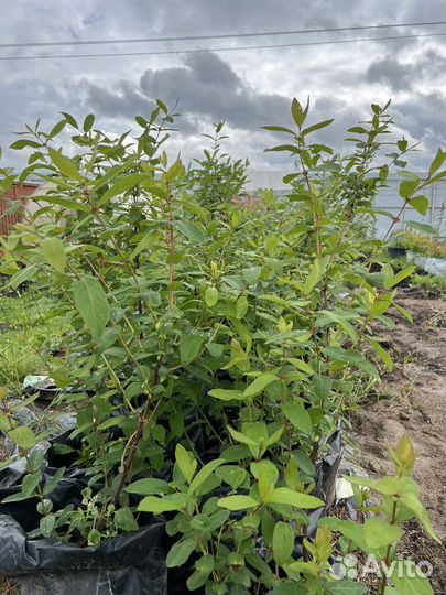 Жимолость канадская Аврора