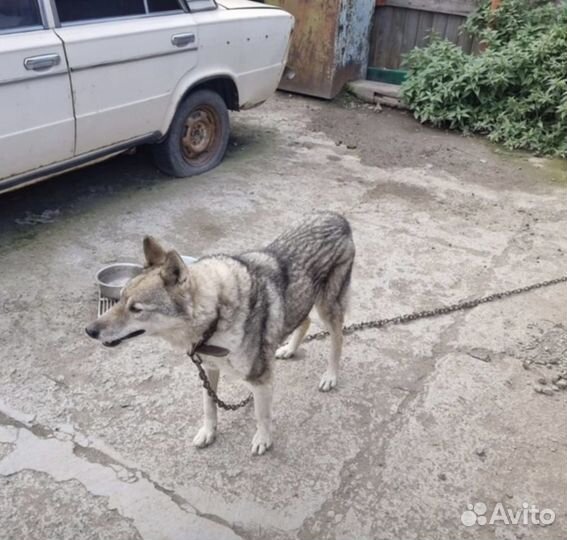 Лайка без глаза из приюта