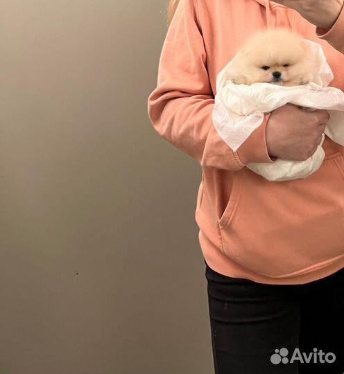 Щенки шпица