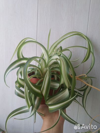 Комнатные цветы, традесканция, хлорофитум, фиалки