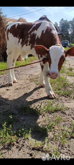 Телята бычки