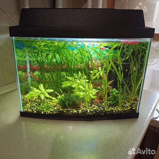 Аквариум