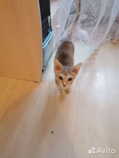 Донской сфинкс браш