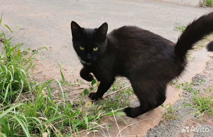 Черная пантера