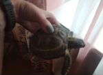 Черепаха сухопутная с террариумом